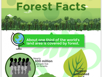 [Infographic] Malaysian Forest Facts