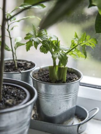 6 Herbs You Can Easily Grow Indoors