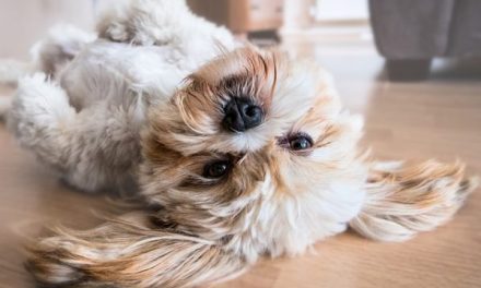 Renting Your Property to Pet Owners: Yay or Nay?