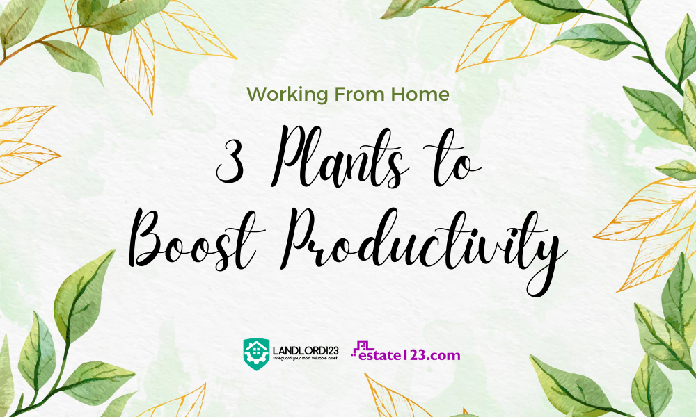 Working From Home: 3 Plants to Boost Productivity