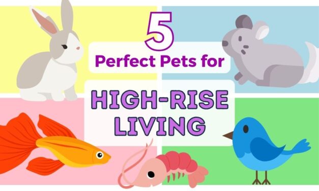 5 Perfect Pets for High-Rise Living (Besides Cats and Dogs)