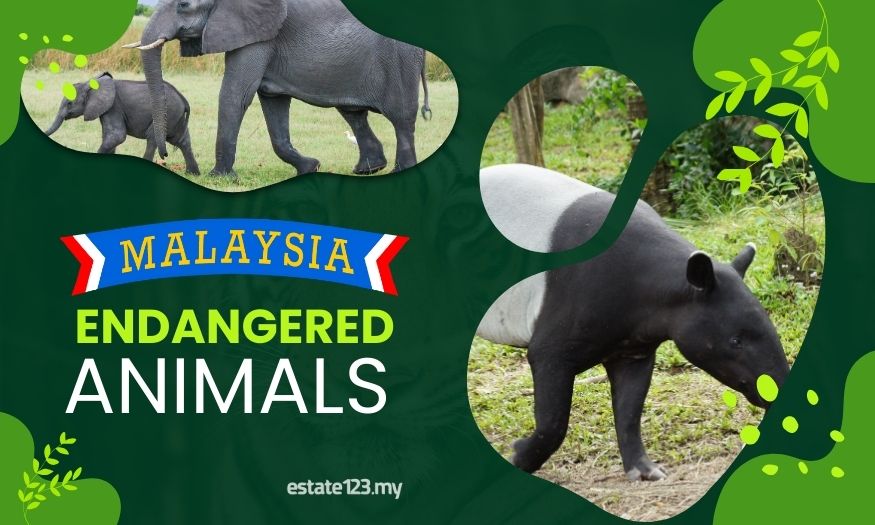 7 Endangered Wildlife at Risk on Malaysian Roads